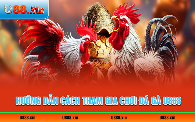 Hướng dẫn cách tham gia chơi đá gà U888 cho người mới