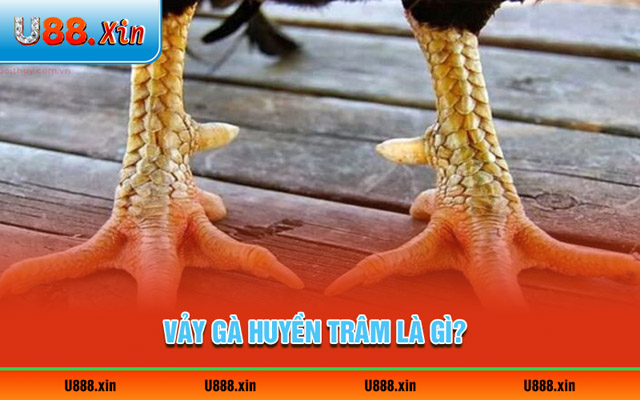 Vảy gà Huyền Trâm là gì?