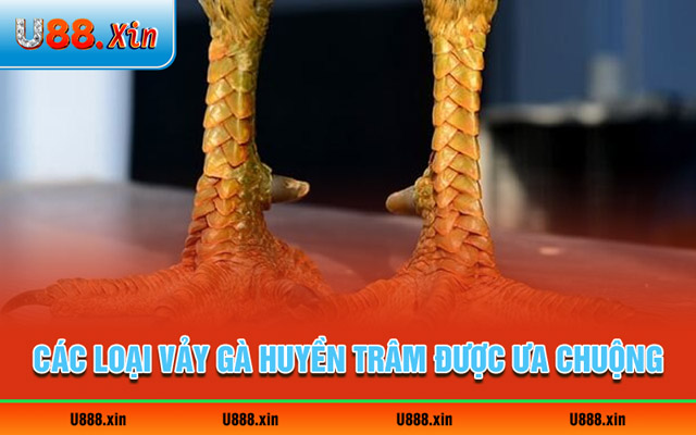 Các loại vảy gà Huyền Trâm được ưa chuộng hiện nay